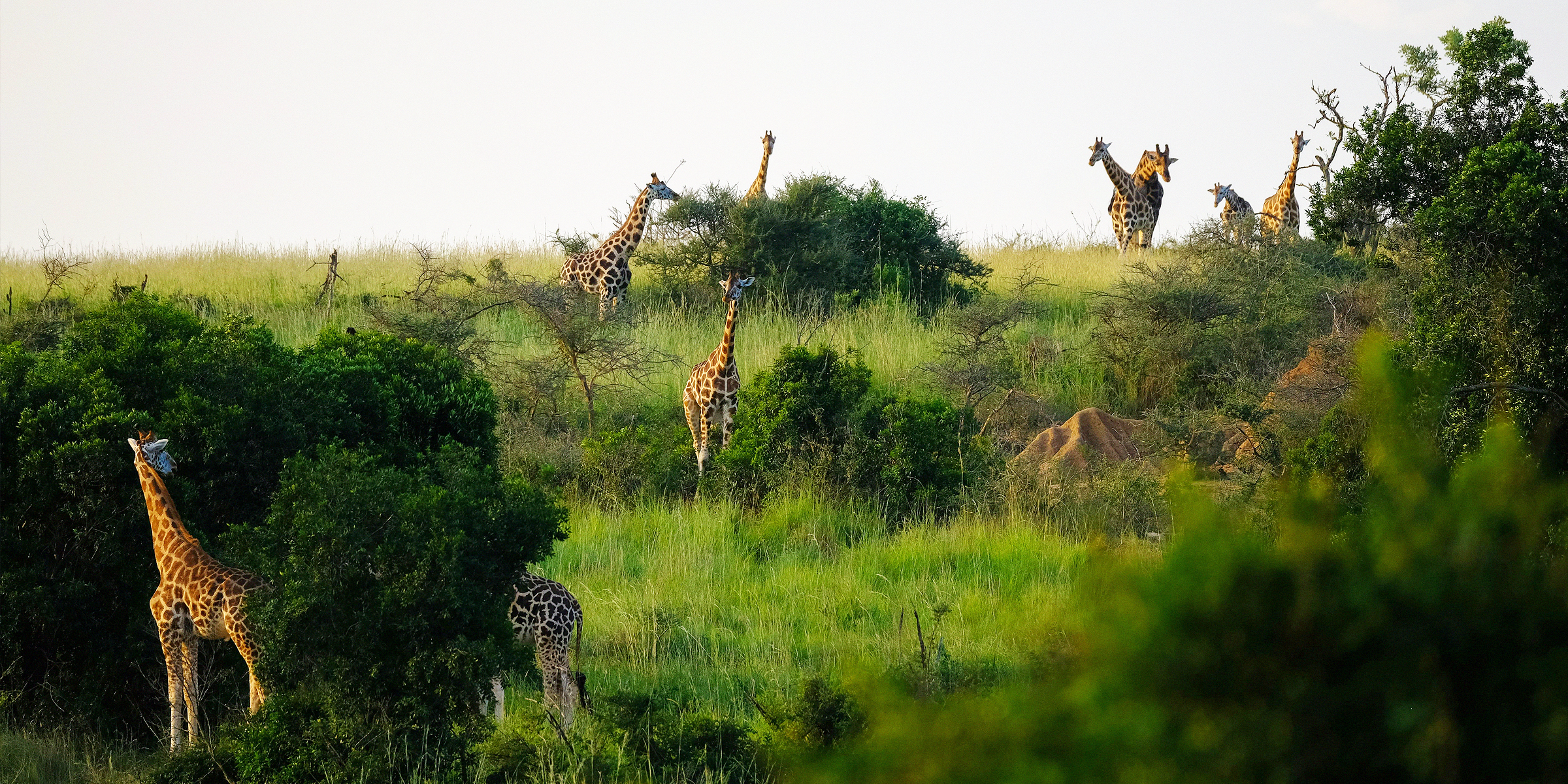 Giraffes in nature | Source: Pexels/Francesco Ungaro