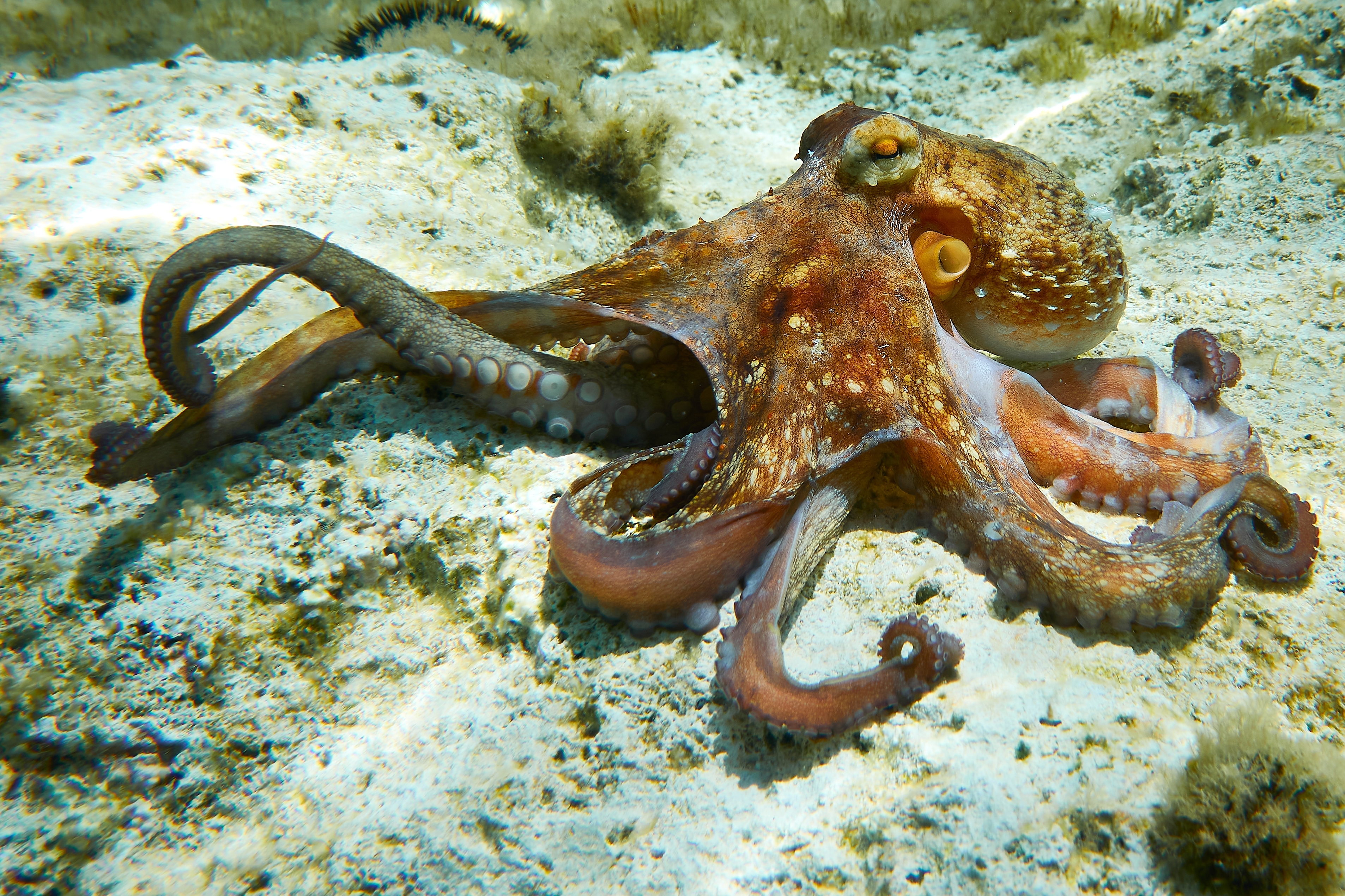 An octopus resting atop the rock | Source: Shutterstock