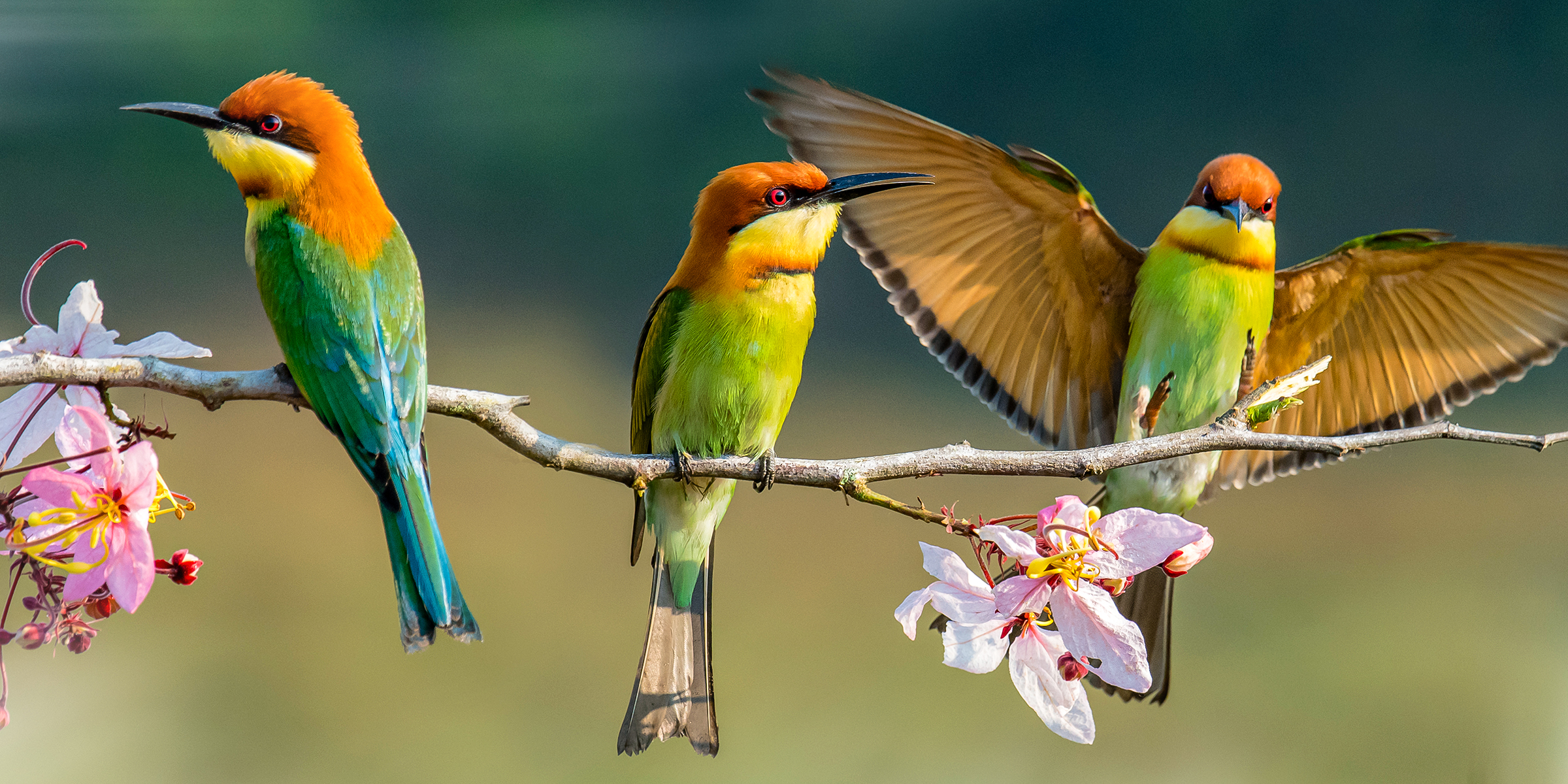 Three birds on a branch | Source: Shutterstock