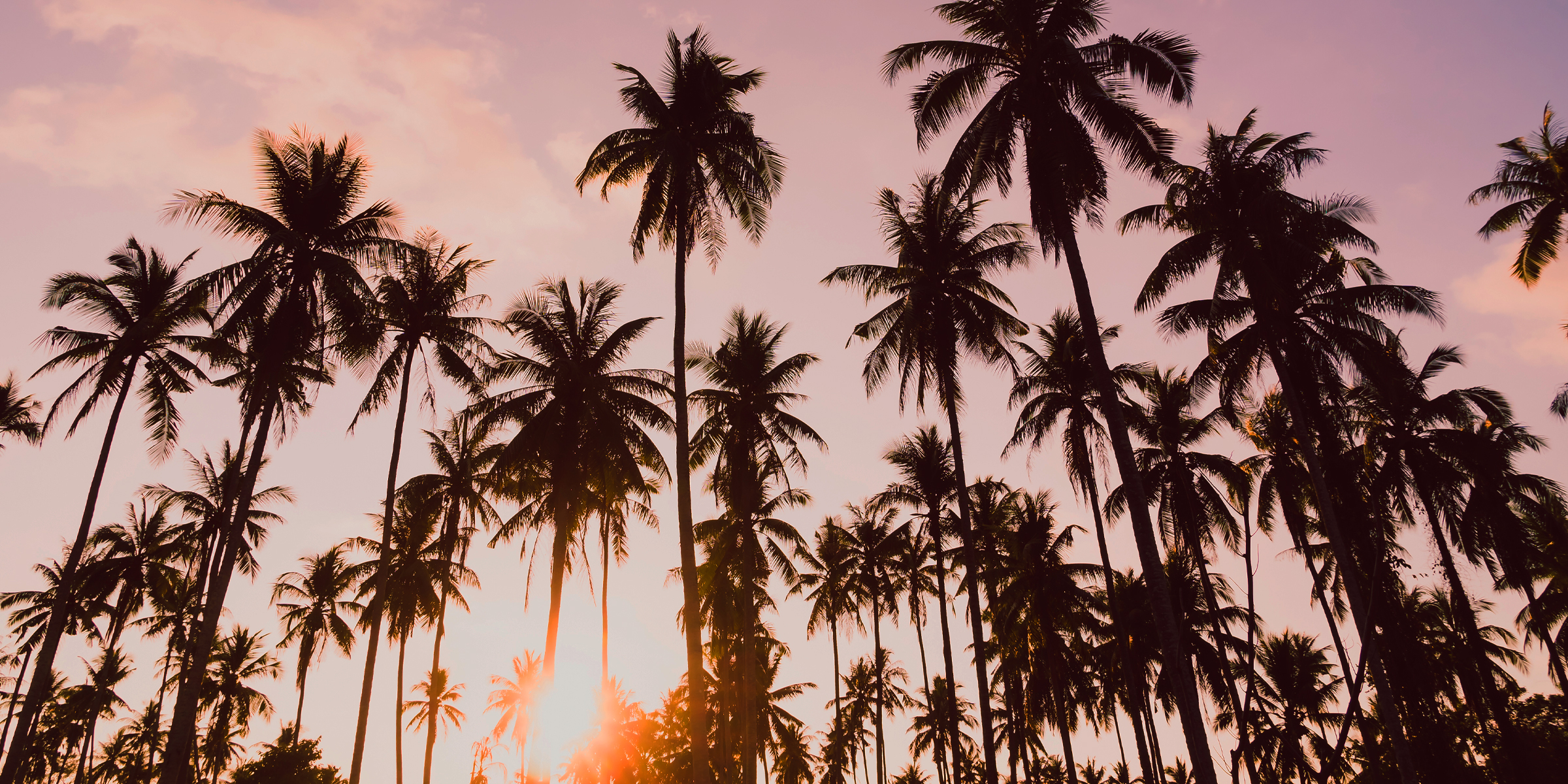 Palm trees | Source: freepik