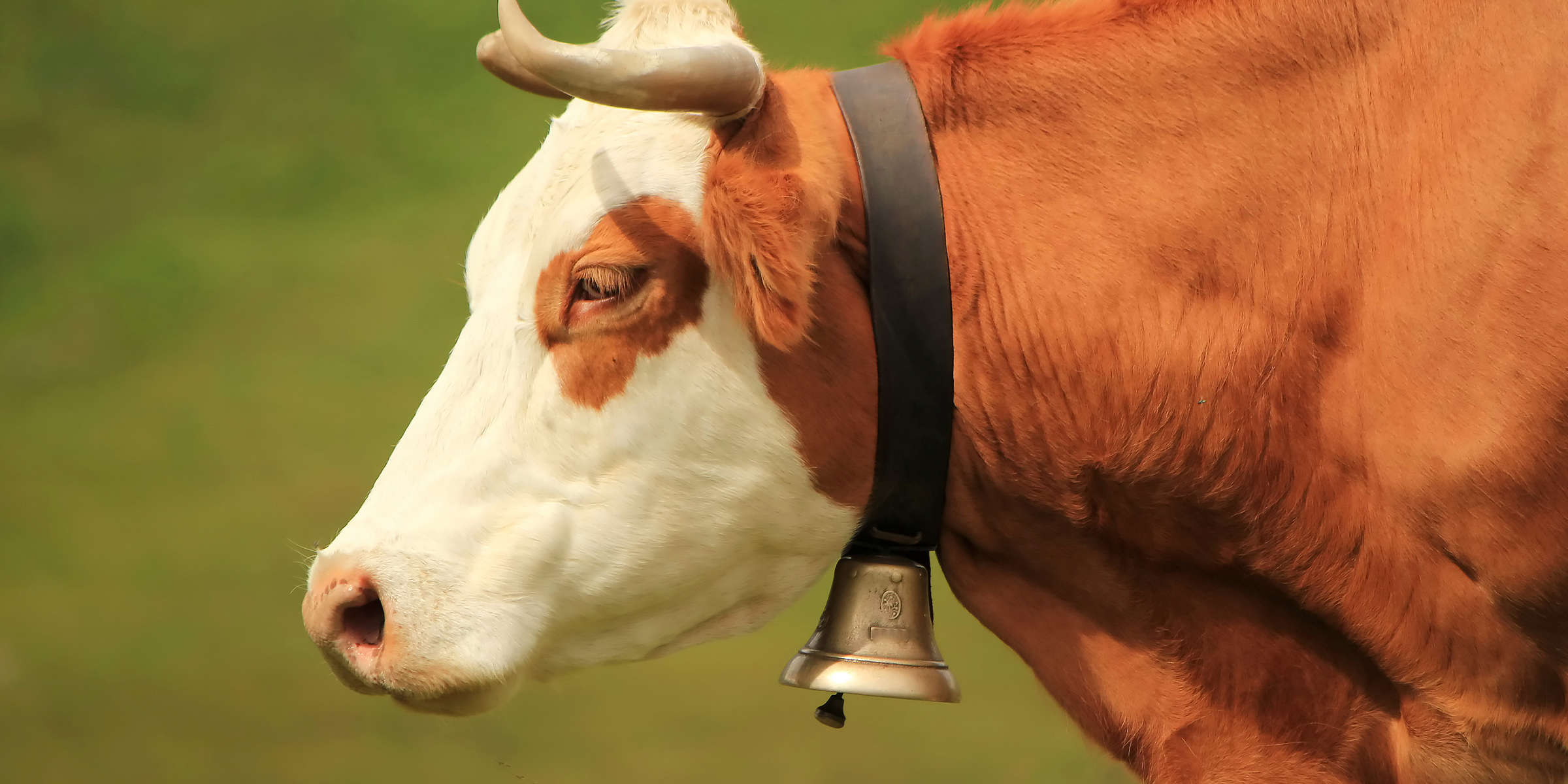 A cow wearing a bell | Source: Shutterstock