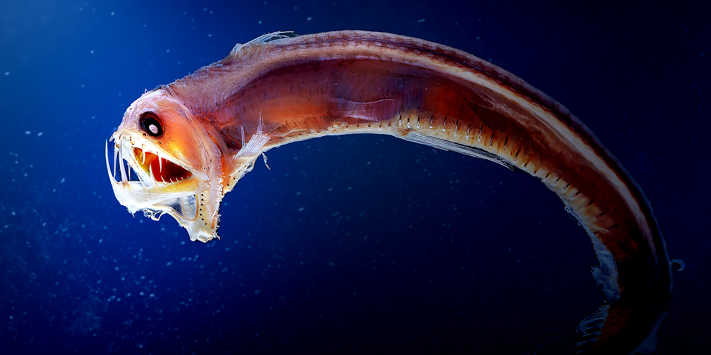 A Sloane viperfish | Source: Shutterstock