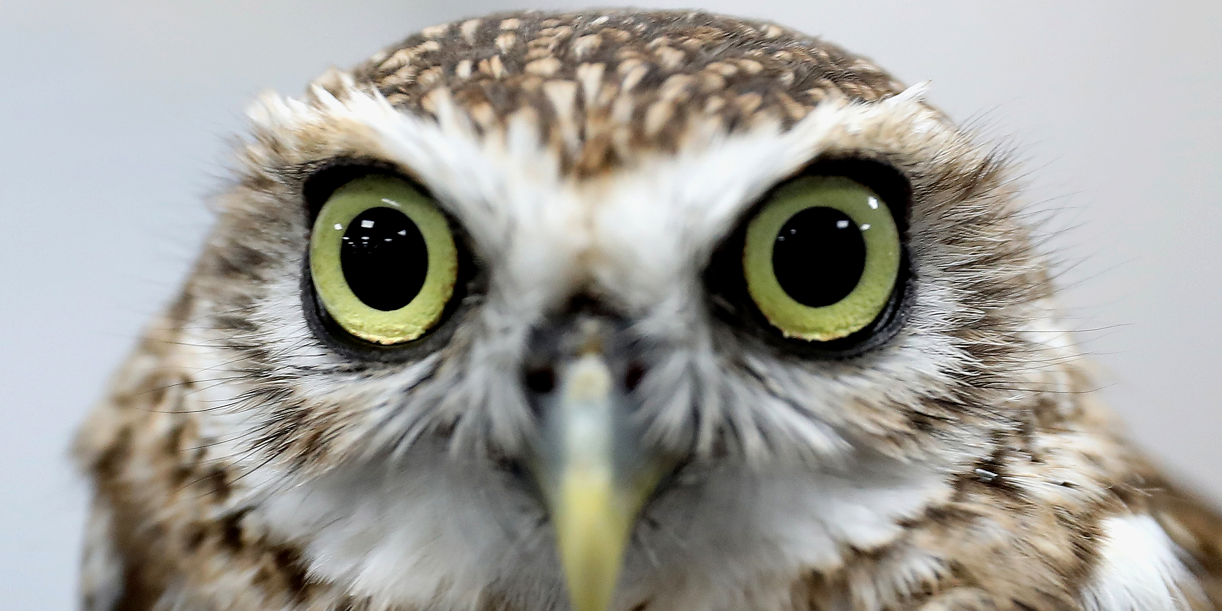 Close-up photo of an owl | Source: Getty Images