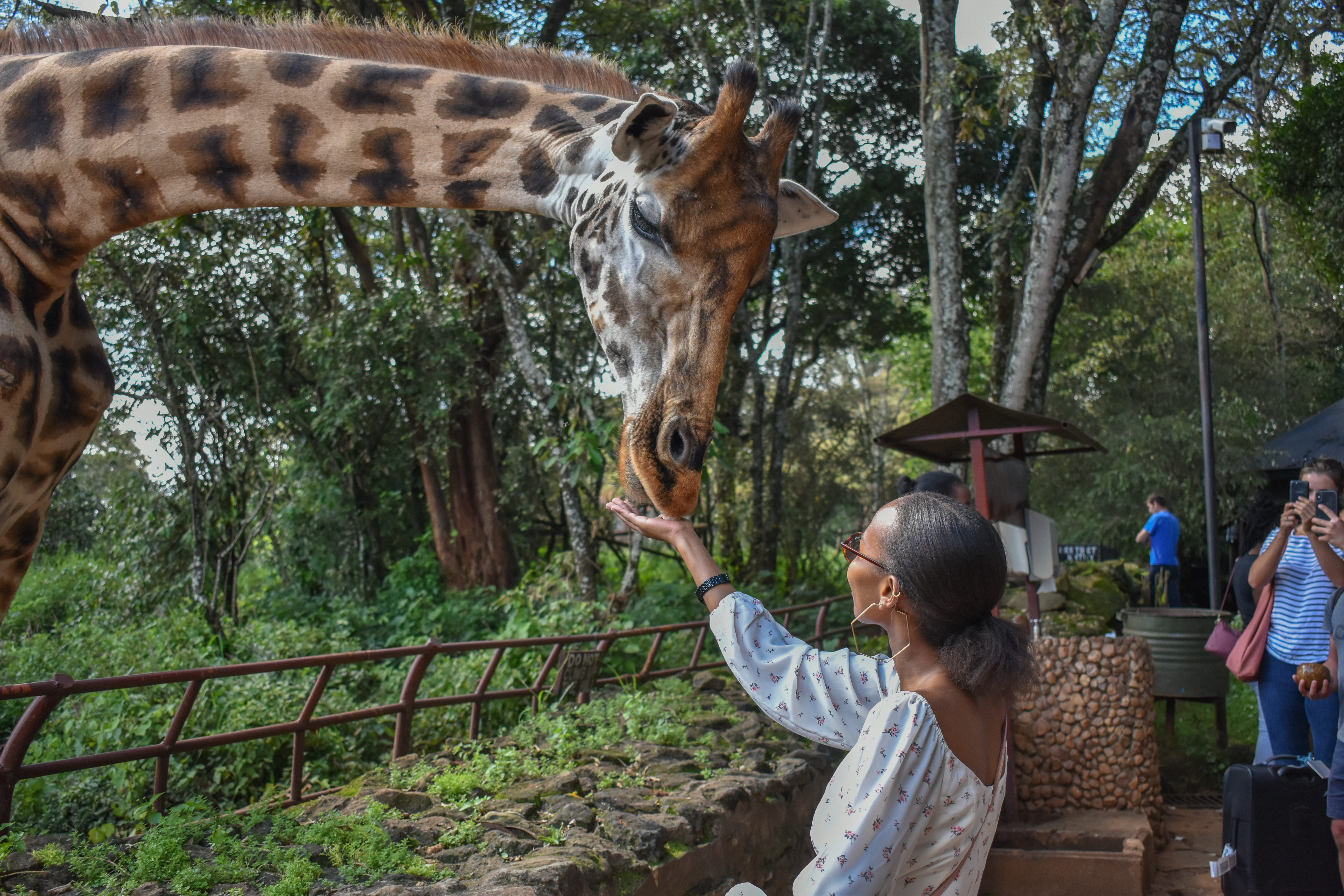 A woman feeds the giraffe at the Giraffe Center in Nairobi, Kenya. | Source: Shutterstock