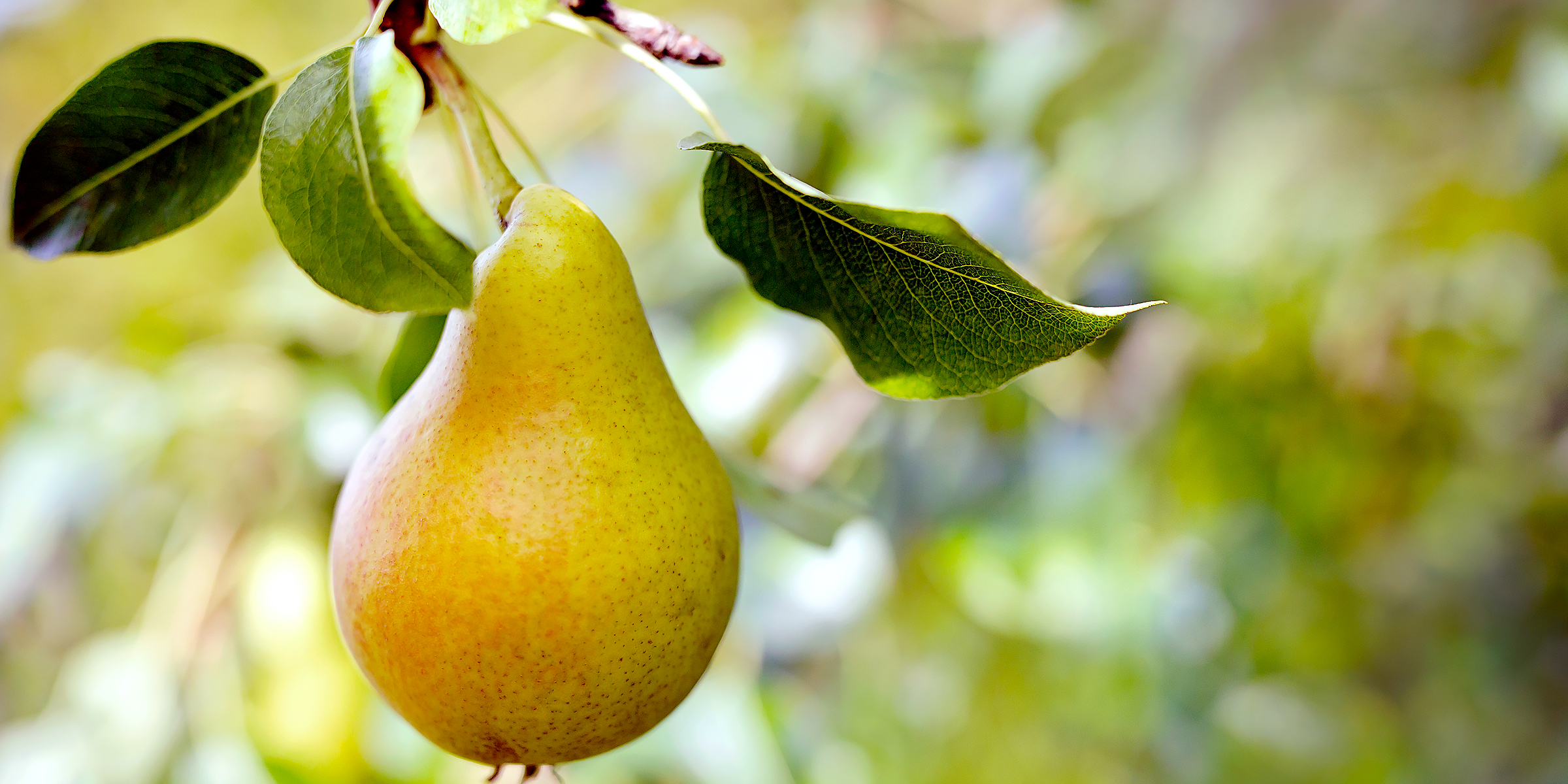 A pear | Source: Getty Images