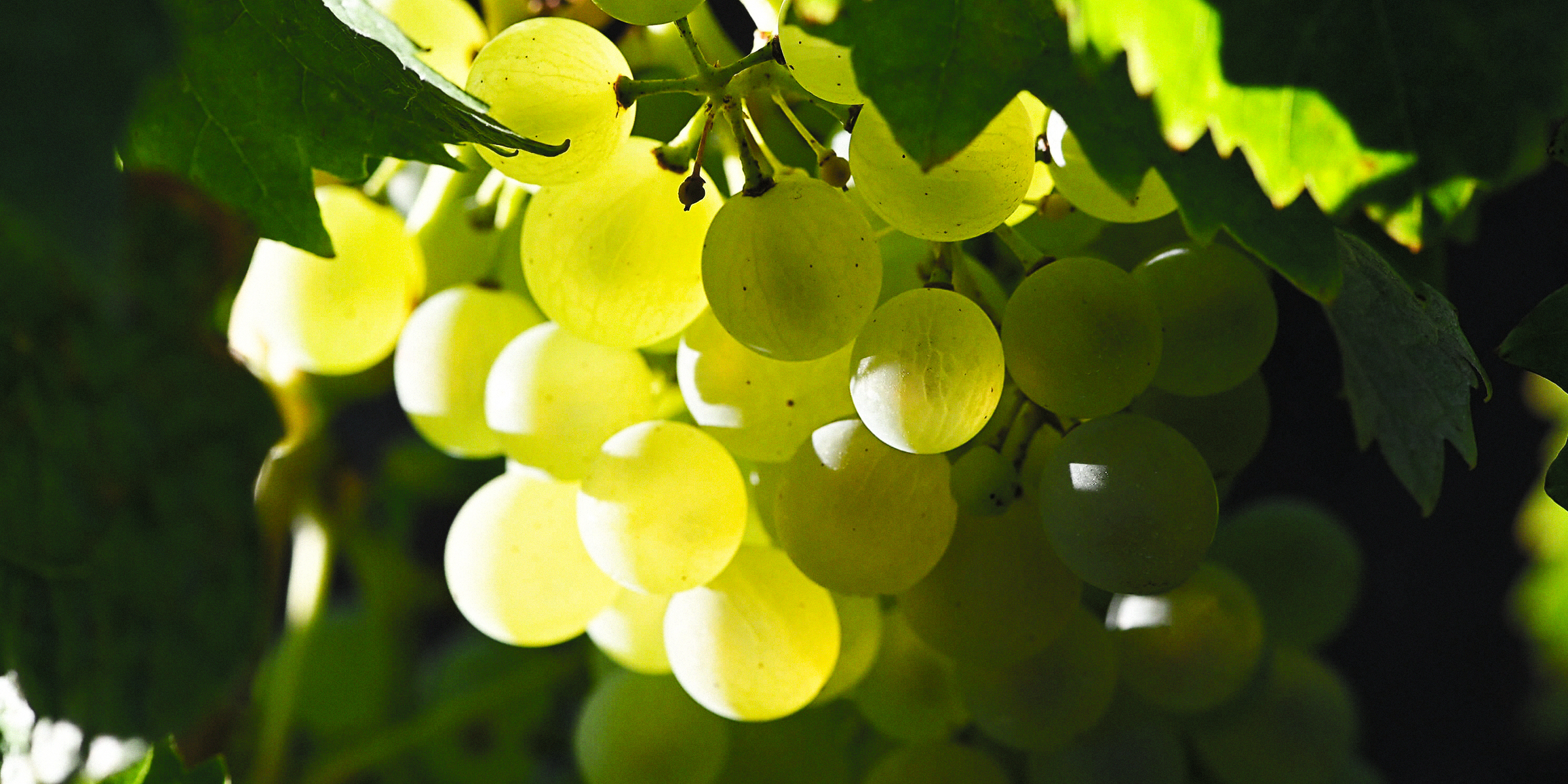 Grapes | Source: Shutterstock